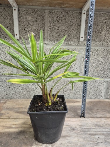 Trachycarpus fortunei fan - fortunei,