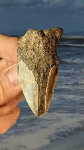 Megalodon shark fossil tooth - megalodon,
