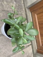 Tall Large established Jade