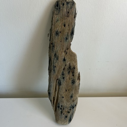 Unique driftwood piece - driftwood, –