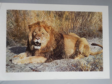 Carl Brenders "Kalahari" Lion