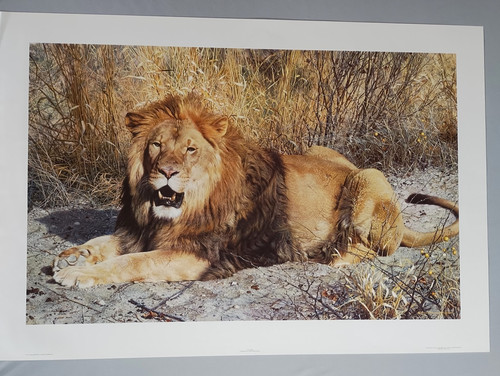 Carl brenders kalahari lion - carl, "kalahari"