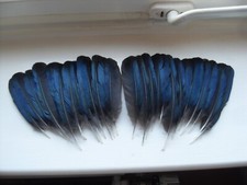 30 BLUE  MAGPIE WING FEATHERS,NATIVE AMERICAN.FLY TYING,ART&CRAFT,JEWELLERY