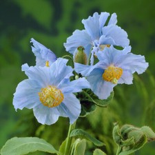 Meconopsis Hardy Himalayan