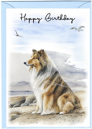 Rough collie dog - rough,