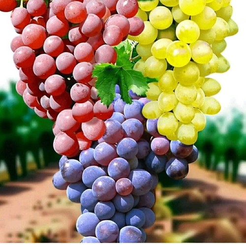 Grape vine plant - grape,