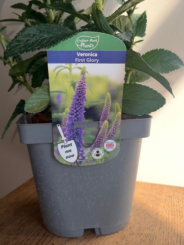 Veronica first glory - first, 2l