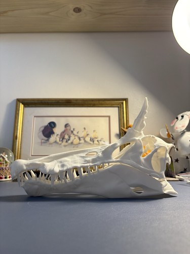 Spinosaurus skull replica - spinosaurus,