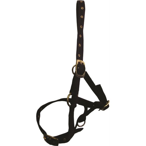 Foal head collar - foal,