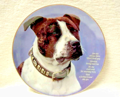 Staffordshire bull terrier - bull,