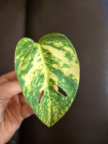 Epipremnum pinnatum cintho - epipremnum,