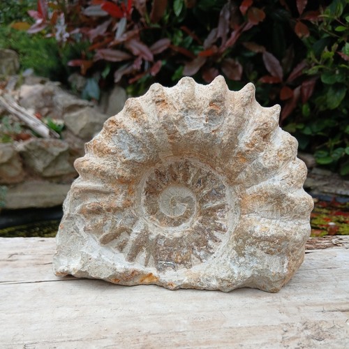 Large fossil ammonite - large,