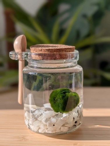 Marimo moss ball - moss,