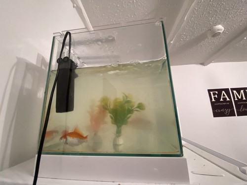 Fish tank with equipment - fish, in