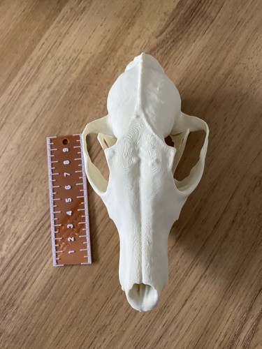 Replica european fox skull - replica,