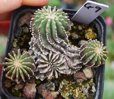Rare Cacti Geohintonia mexicana WYSIWYG Self Rooted Garden Décor