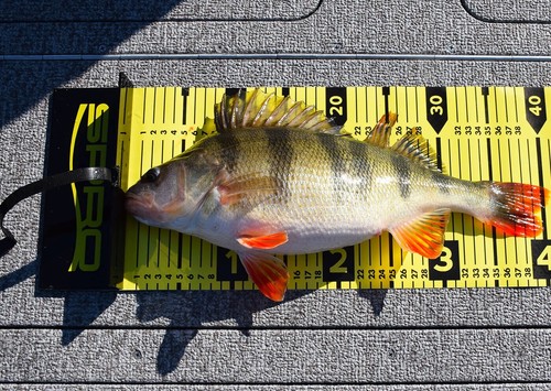 Spro fish ruler mesure - fish,