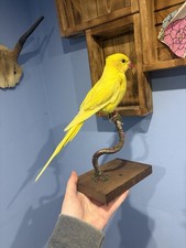 Taxidermy Yellow  Ring neck -