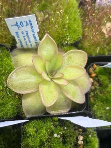 Pinguicula rectifolia - pinguicula,
