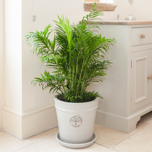 Indoor plant areca palm - plant,,