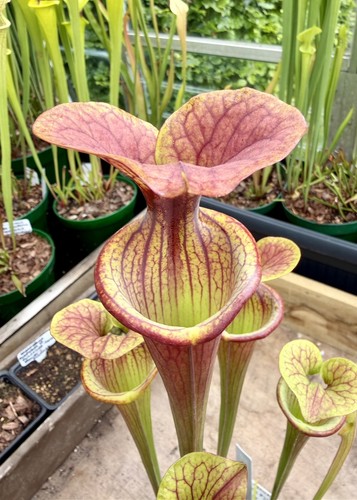 Sarracenia flava atropurpurea - sarracenia,