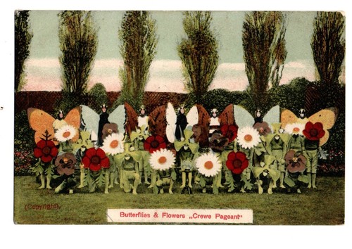 Cheshire butterflies - butterflies, &