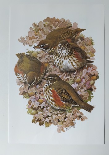Charles tunnicliffe vintage - tunnicliffe,