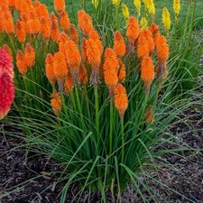 Kniphofia Uvaria Poco 'Orange'