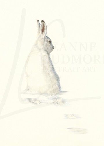 Arctic hare wall art print - arctic,