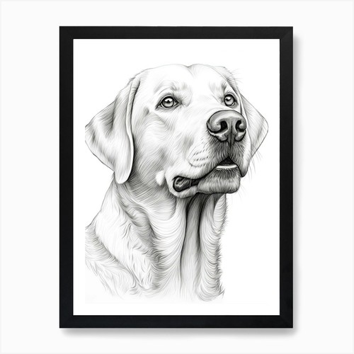 Labrador retriever dog - dog,, line