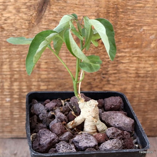 D4706 adenia lanceolata - adenia, ssp