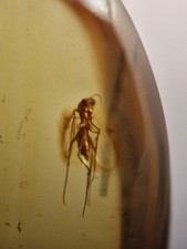 Nice Insects In 100 Million Year Old Burmese Amber 