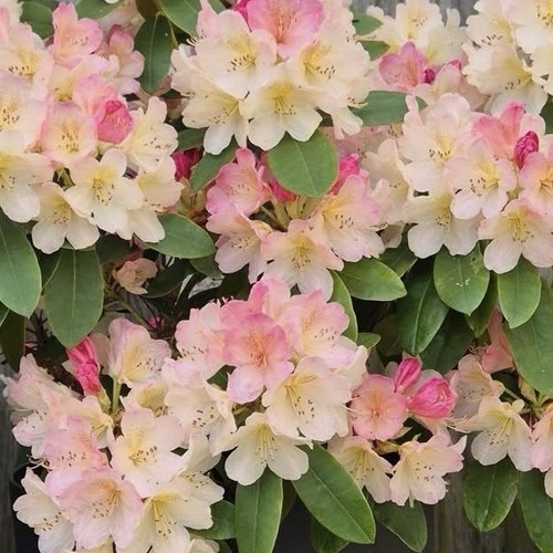 Rhododendron percy wiseman 2 - wiseman, |