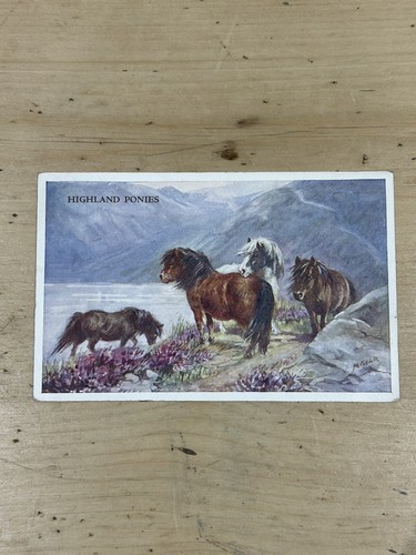 Highland ponies horse - horse,, mabel