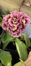 HARDY EVERGREEN RARE PRIMULA