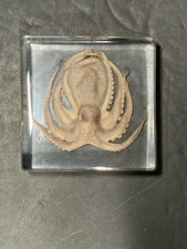Taxidermy Octopus Insect in