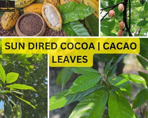 Sun dried cocoa - sun,