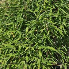 Umbrella Bamboo Fargesia Murieliae Garden Plant Fast Growing 1x 3.6-Litre Pot