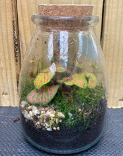 Hypoestes polka dot plant