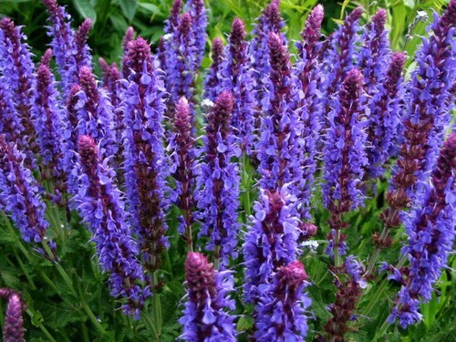 Salvia blue hill - hill, 'blauhugel'