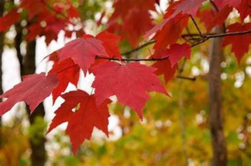 Red maple tree full part - tree,, sun