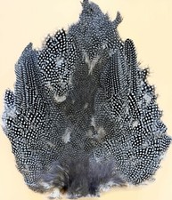 GUINEA FOWL BODY