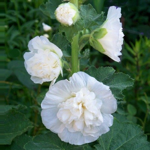 Alcea rosea chater white - rosea, white'