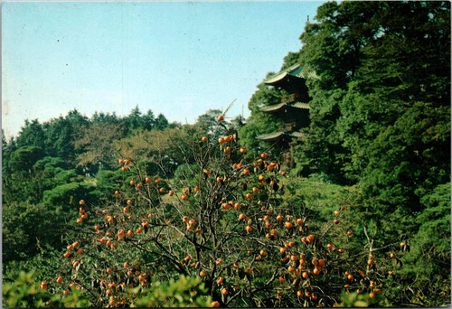 Pagoda persimmon tree tokyo - pagoda,