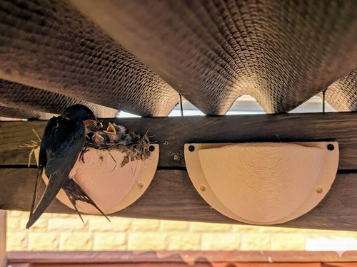 Pair swallow nesting boxes - of,