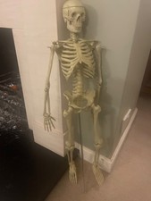 Skeleton 85 cm Half Size Educational Anatomical  Model Art-102  | ARTMED