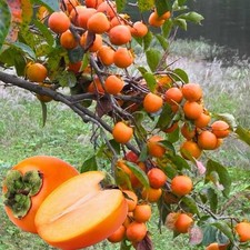 American Persimmon Tree 2-3ft