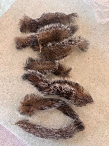 Squirrel tails natural - squirrel, tails-