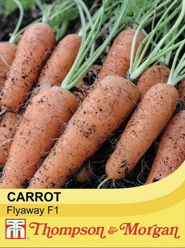 Thompson morgan carrot seeds - carrot,