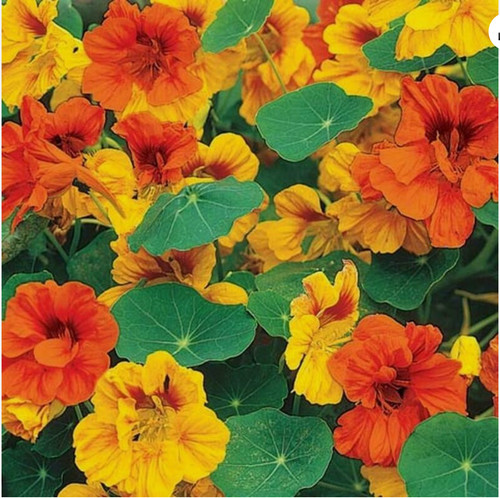 Nasturtium tom thumb - tom,